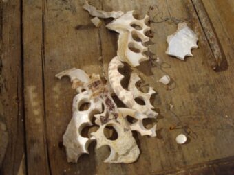 40. sjezd SAOF – FOTO 130