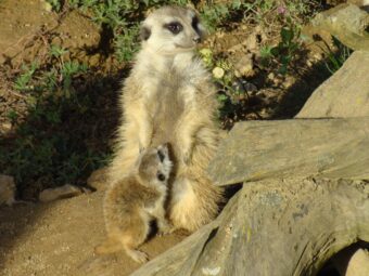 47. sjezd SAOF – FOTO 012