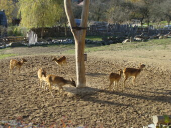 47. sjezd SAOF – FOTO 014