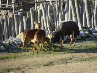 47. sjezd SAOF – FOTO 016