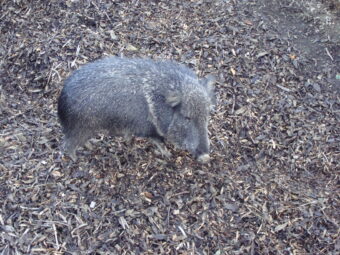 47. sjezd SAOF – FOTO 030