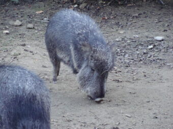 47. sjezd SAOF – FOTO 031