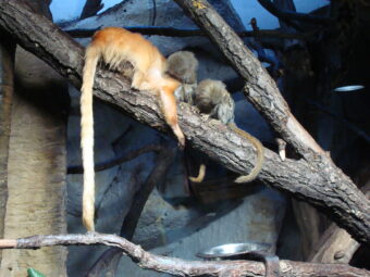 47. sjezd SAOF – FOTO 032