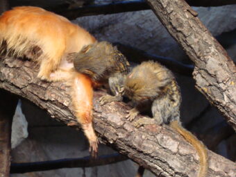 47. sjezd SAOF – FOTO 033