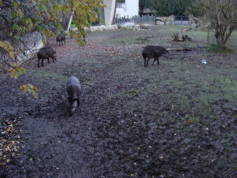 47. sjezd SAOF – FOTO 042