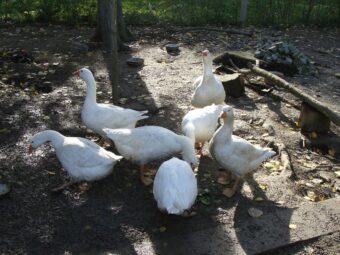 49. sjezd SAOF – FOTO 010