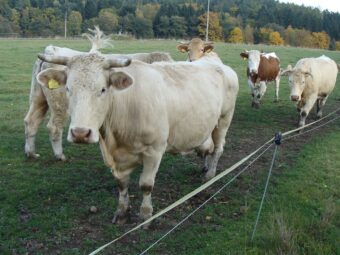 49. sjezd SAOF – FOTO 011