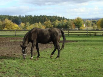 49. sjezd SAOF – FOTO 016